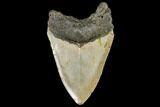Fossil Megalodon Tooth - North Carolina #108889-1